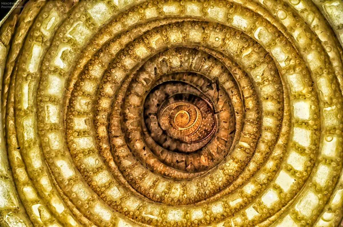 Ствол тРаВяНиСтОго растения в разрезе