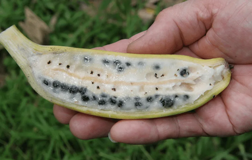 Банан: не дерево, не фрукт, не простой гость на столе