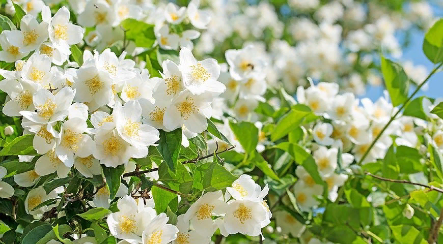 Жасмин и чубушник: в чем разница, и почему их всегда путают?