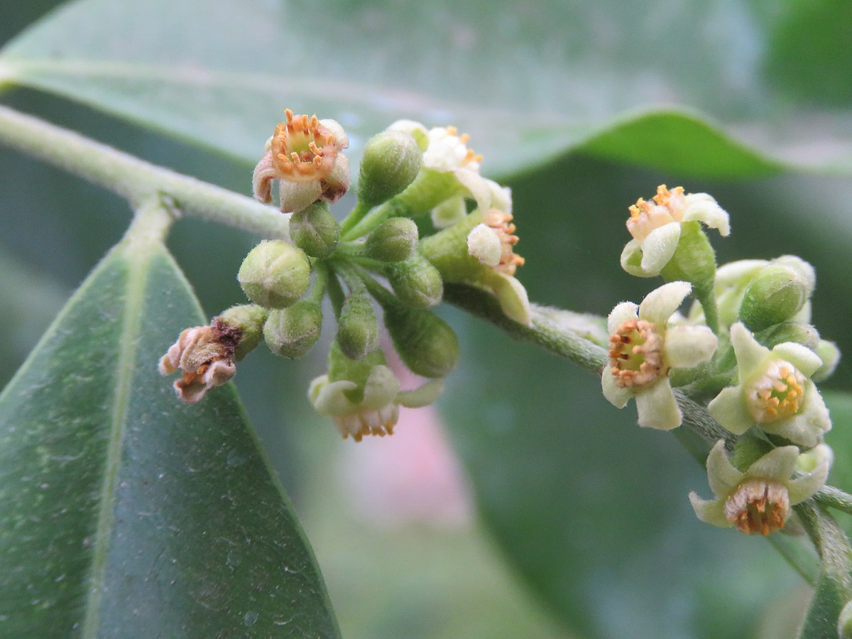 Цветочки и листьев кусочки