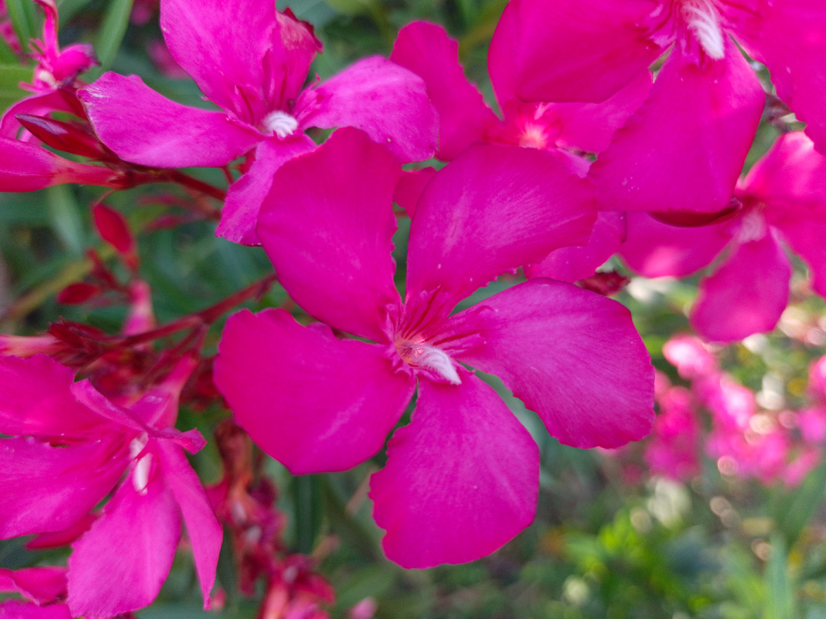 ФТ Сириус, Имеретинская набережная, Олеандр, конец июня 2025 г.