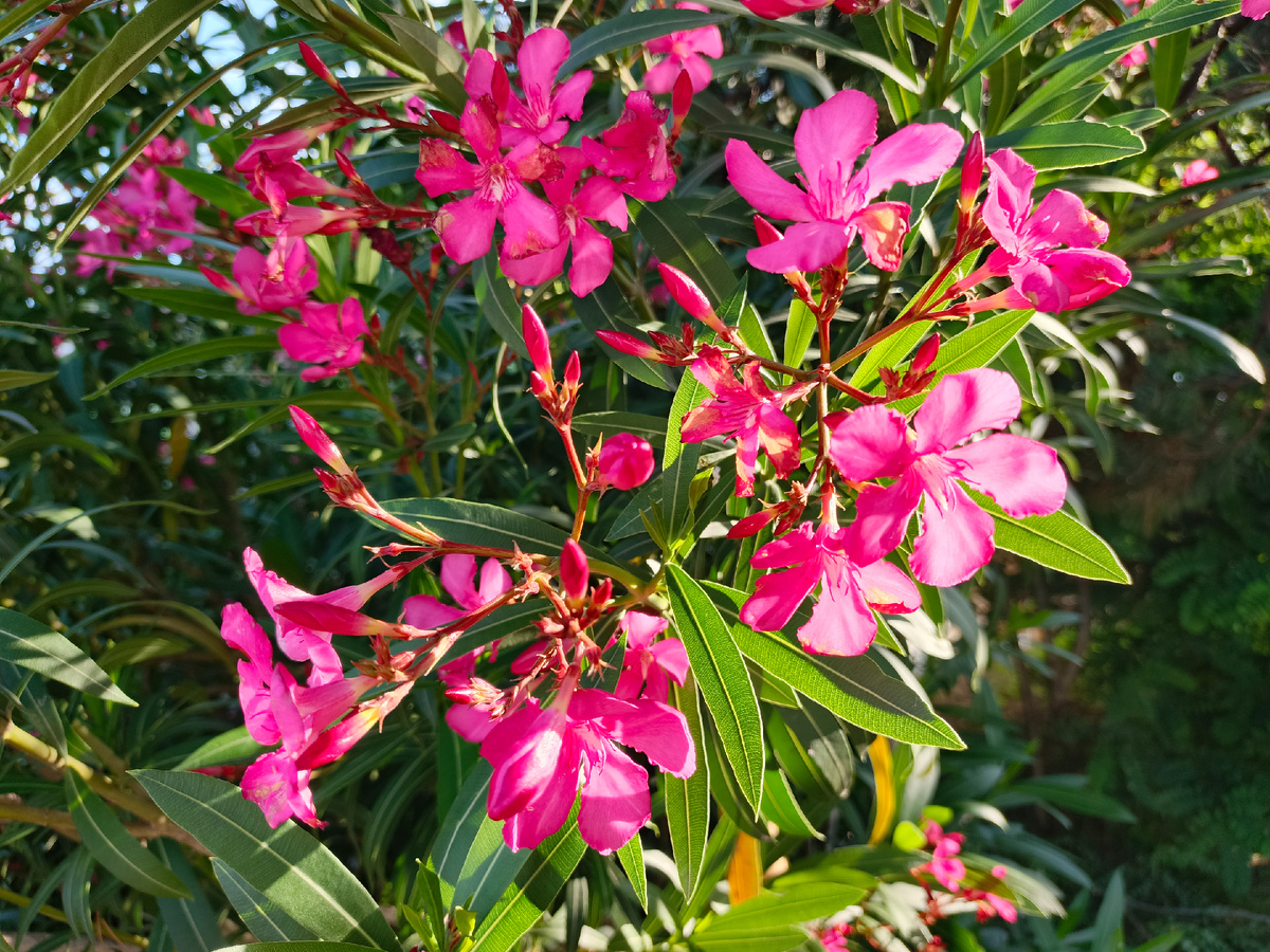 ФТ Сириус, Имеретинская набережная, Олеандр, конец июня 2025 г.