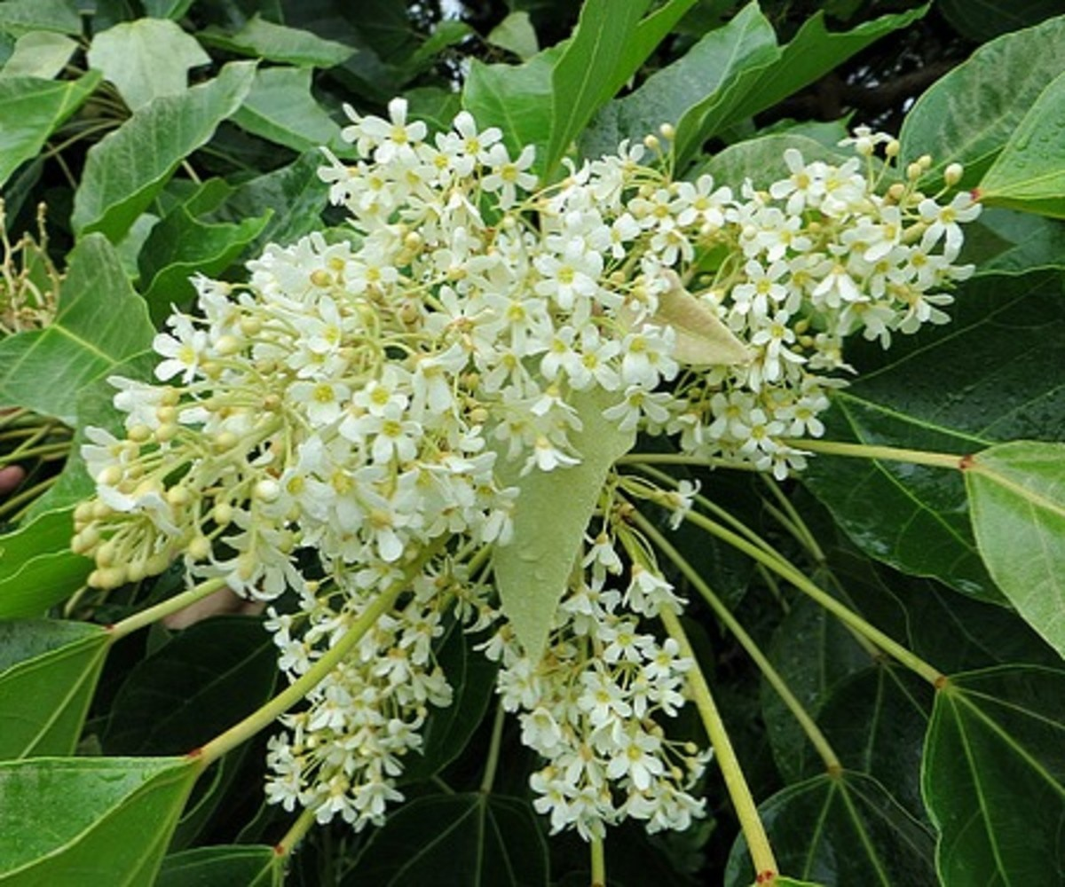 Цветы и листья