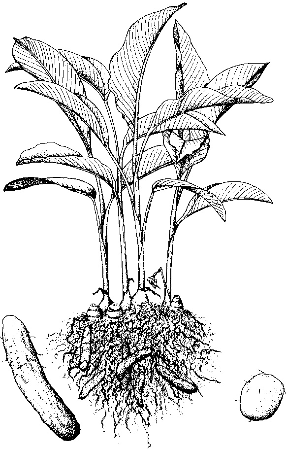 Чёрно-белый лерен