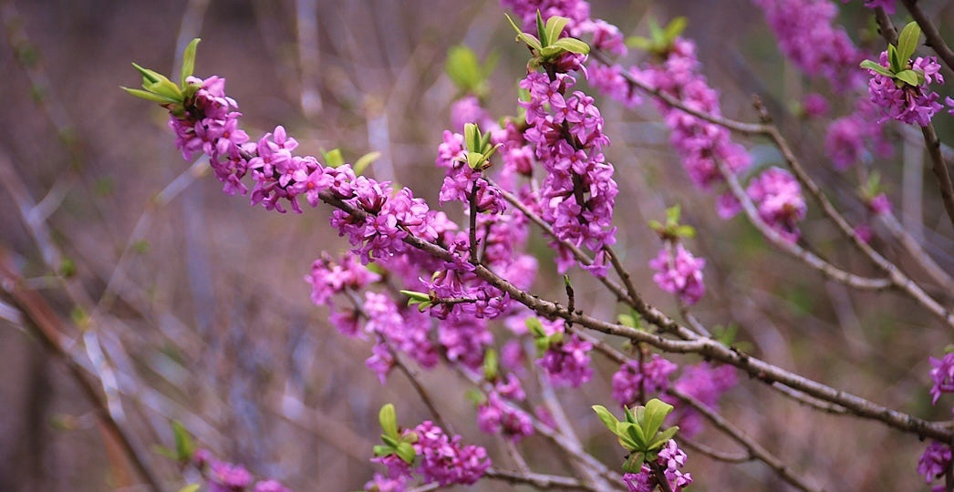 Дафна смертельно опасная