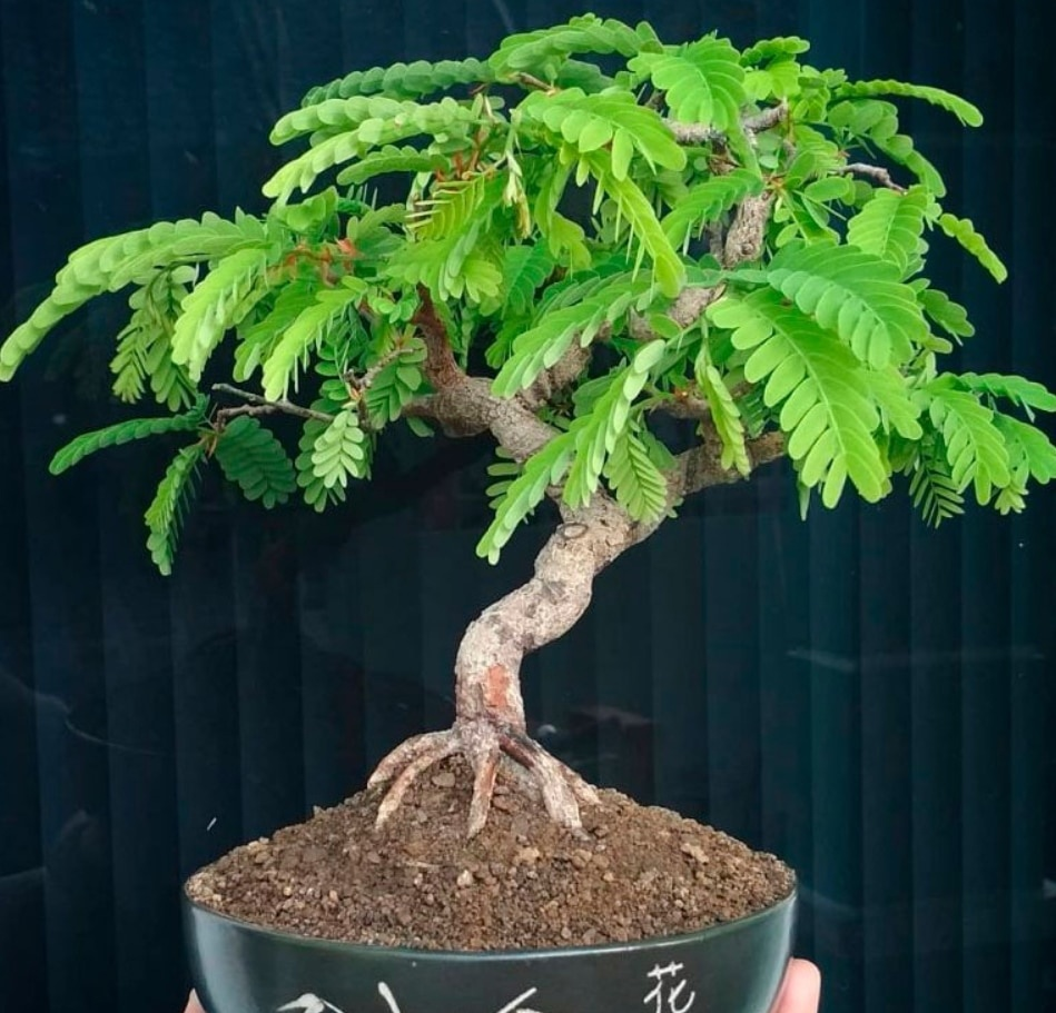 Тамаринд домашний, типа бонсай.