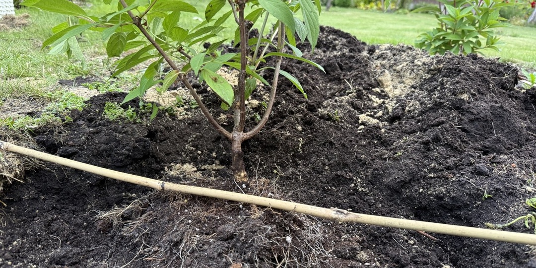 Когда можно пересаживать гортензию метельчатую и как это сделать правильно