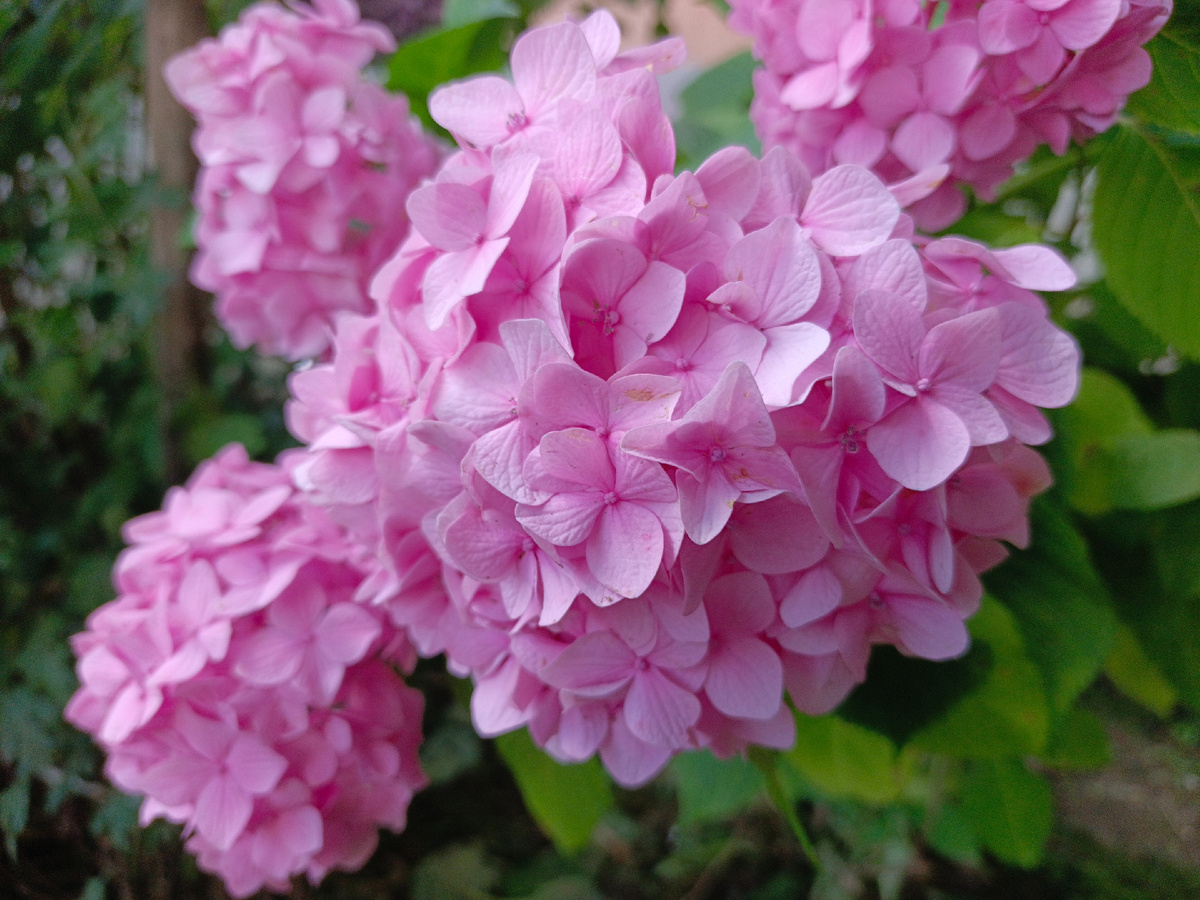 Адлер, Гортензия, конец июня 2025 г.