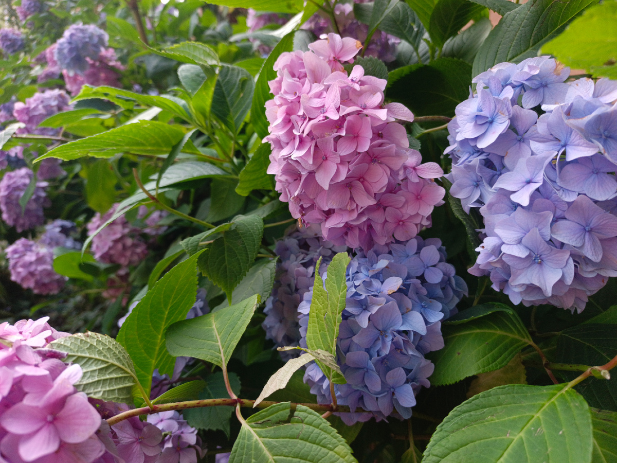 Адлер, Гортензия, конец июня 2025 г.