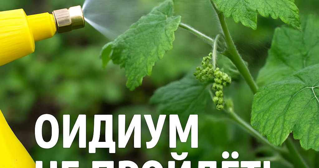 Оидиум не пройдёт! Как защитить виноград даже в дожди