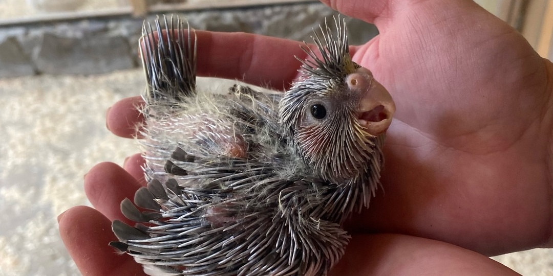 Воронежский зоопарк анонсировал «пушисто-пернатый беби-бум»