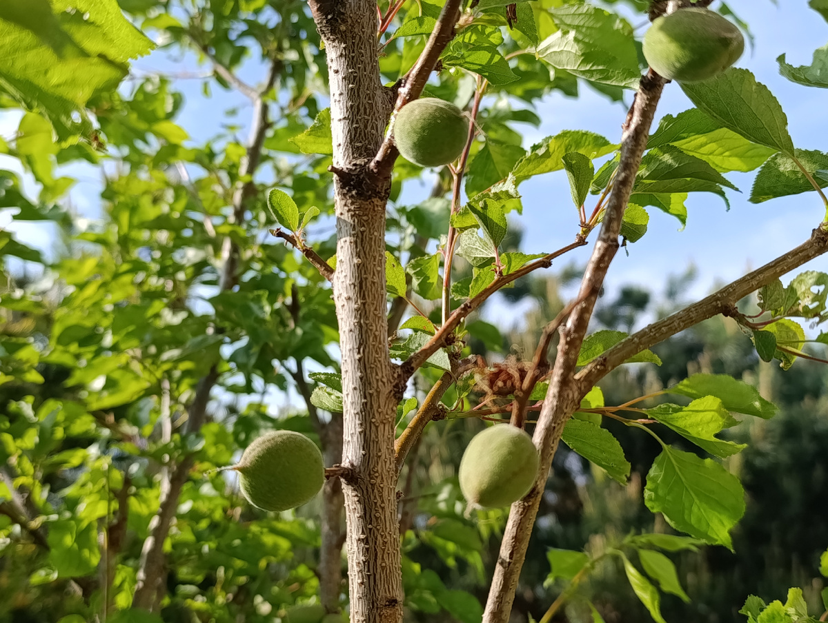 Подмосковный абрикос