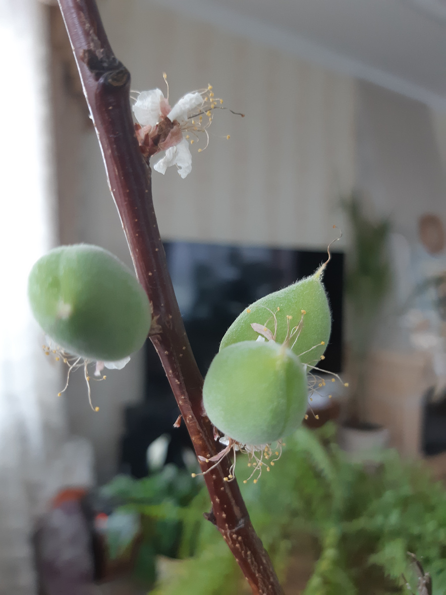 Зацвел в январе, после подвала