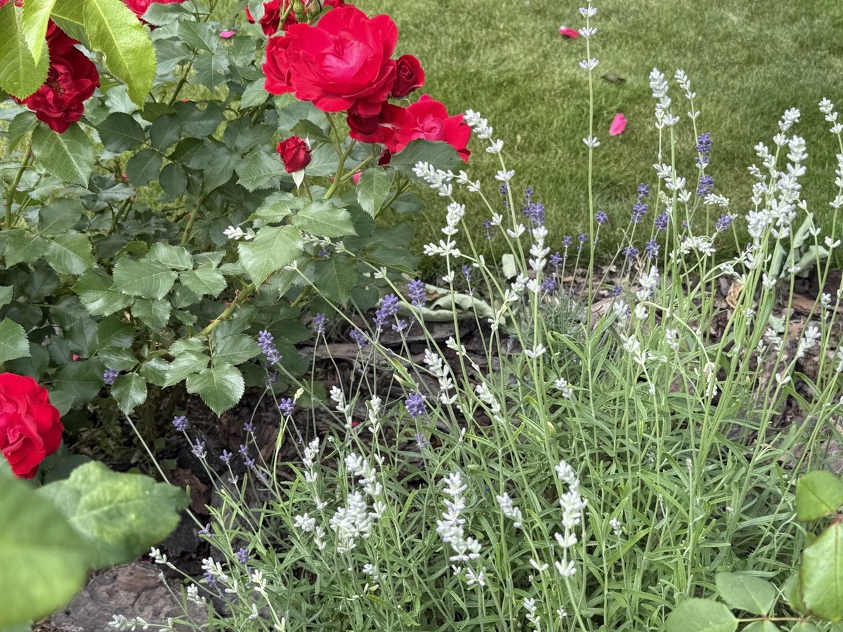 Фото автора канала Дом с кипарисами