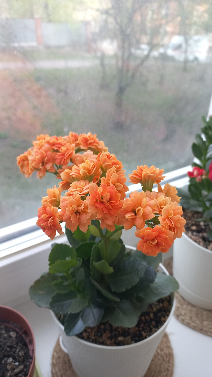 Мой красавчик)