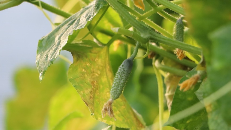 Результат критических ошибок - так выглядели мои огурцы в прошлом июле