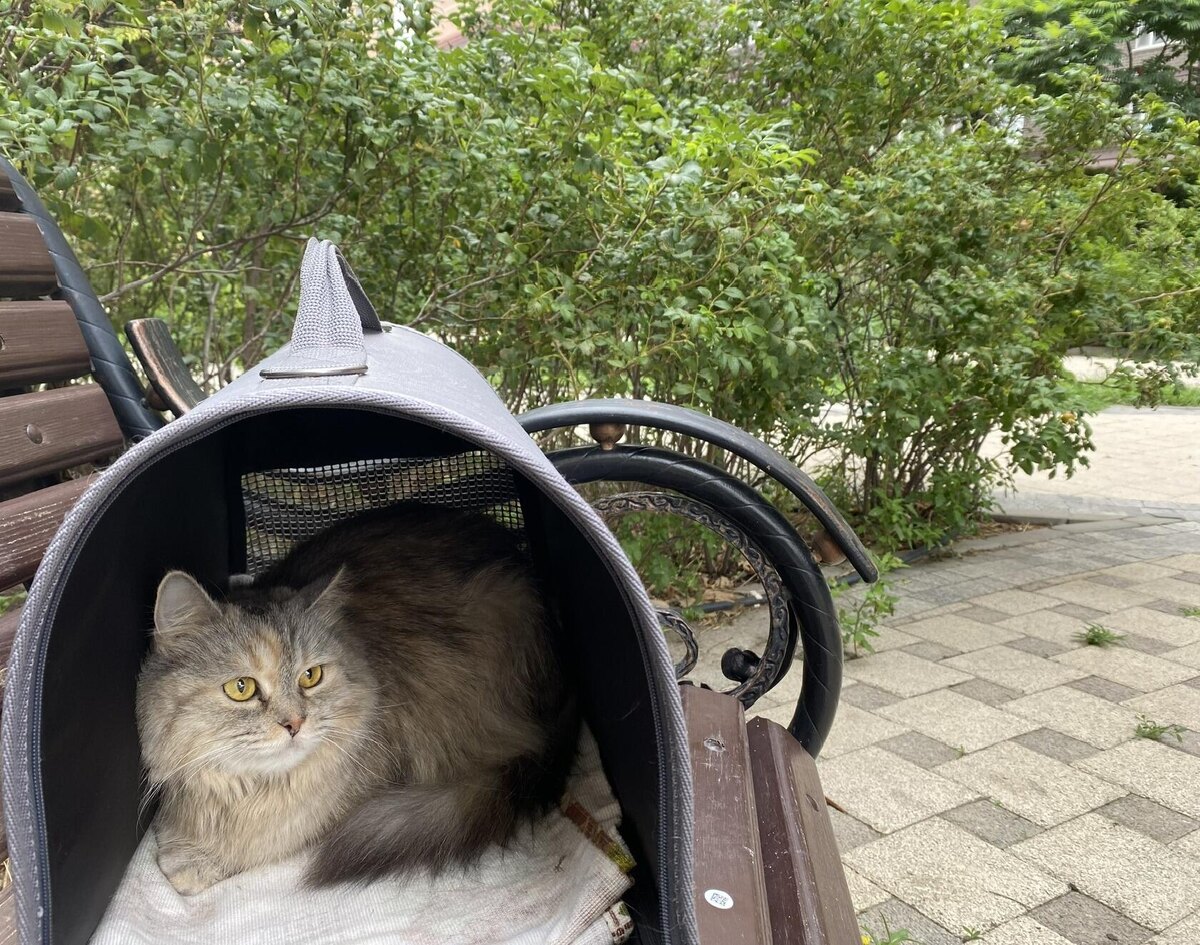 Кися на прогулке. Фото автора