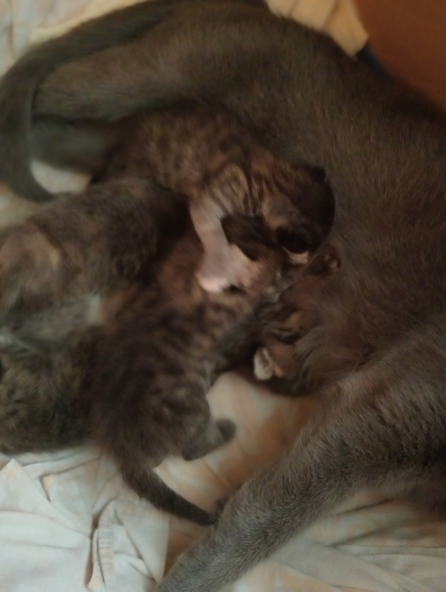 Невася дерётся!