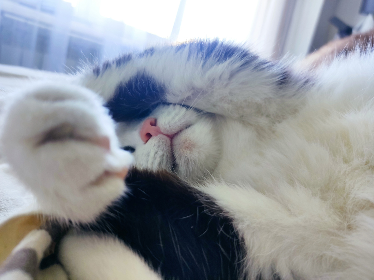 Монюня Великолепная 