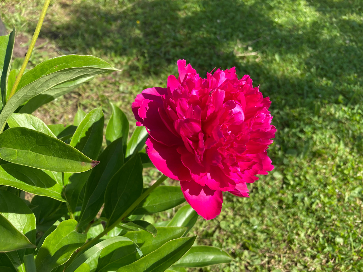 Пион «Гнилая картошка» в солнечный день