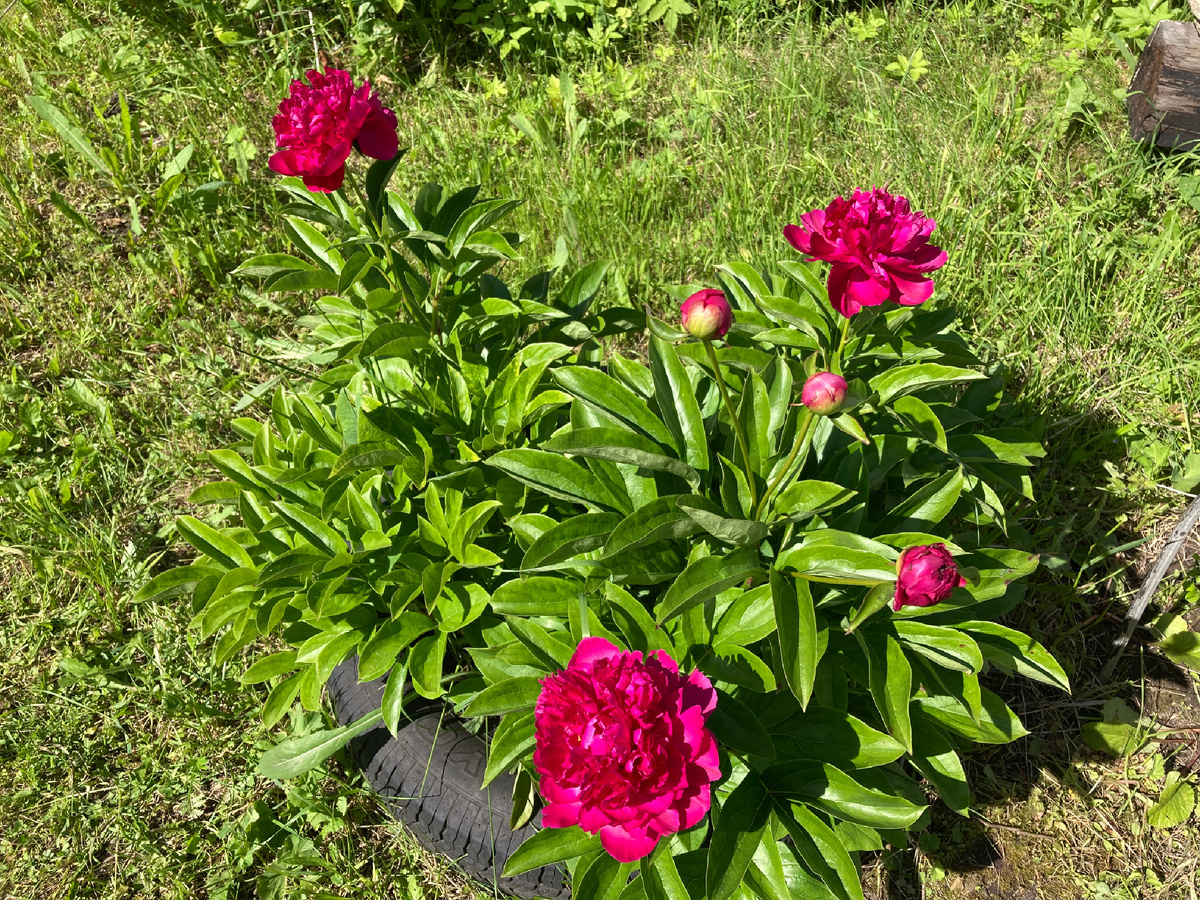 Пион «Гнилая картошка»