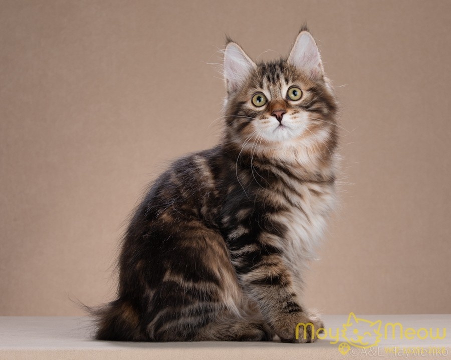 Курильский бобтейл Ежен