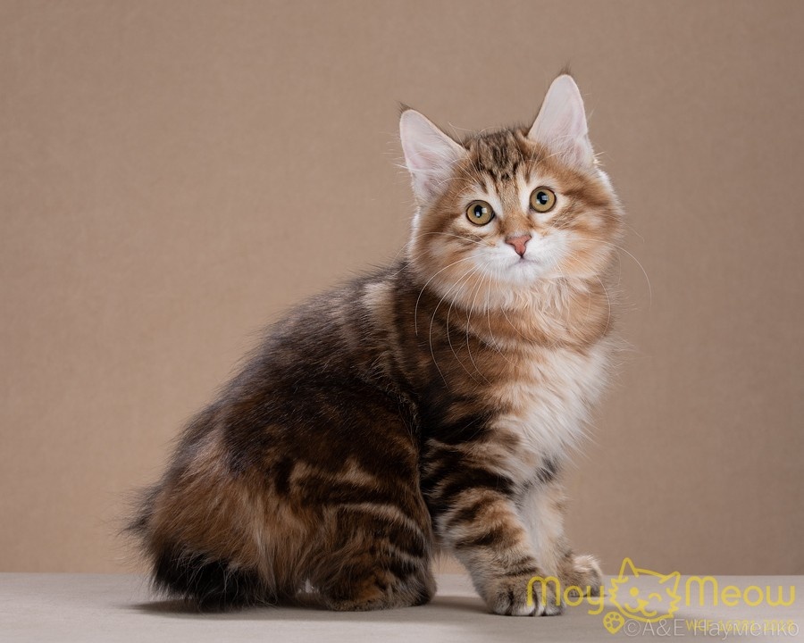 Курильский бобтейл Елисей