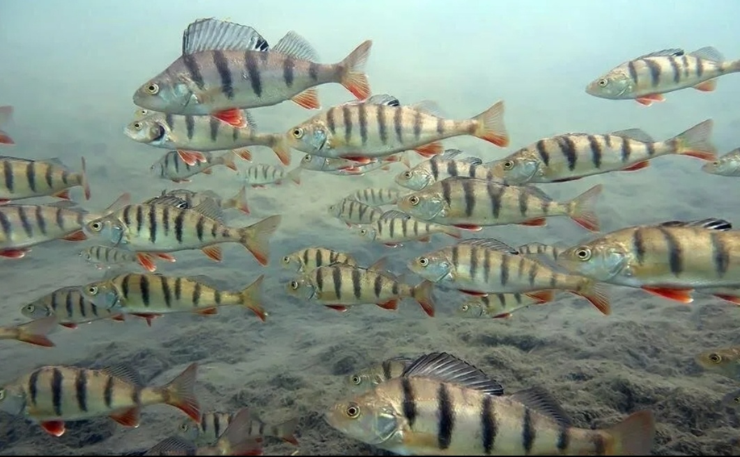 Стая окуней.