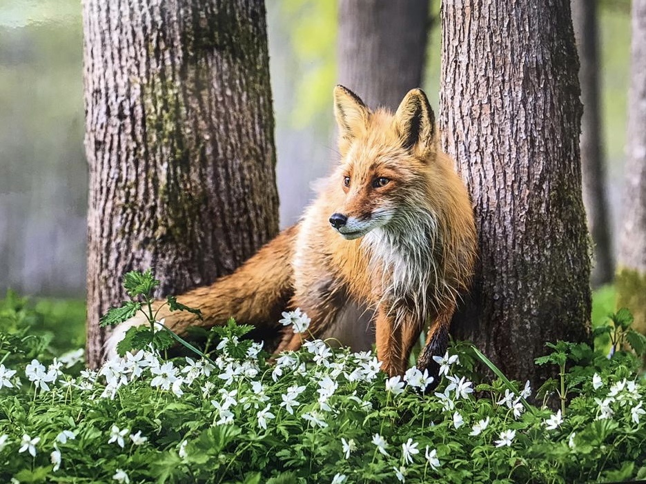 Архивное фото с выставки аж 2020 года отлично проиллюстрирует тему статьи! 