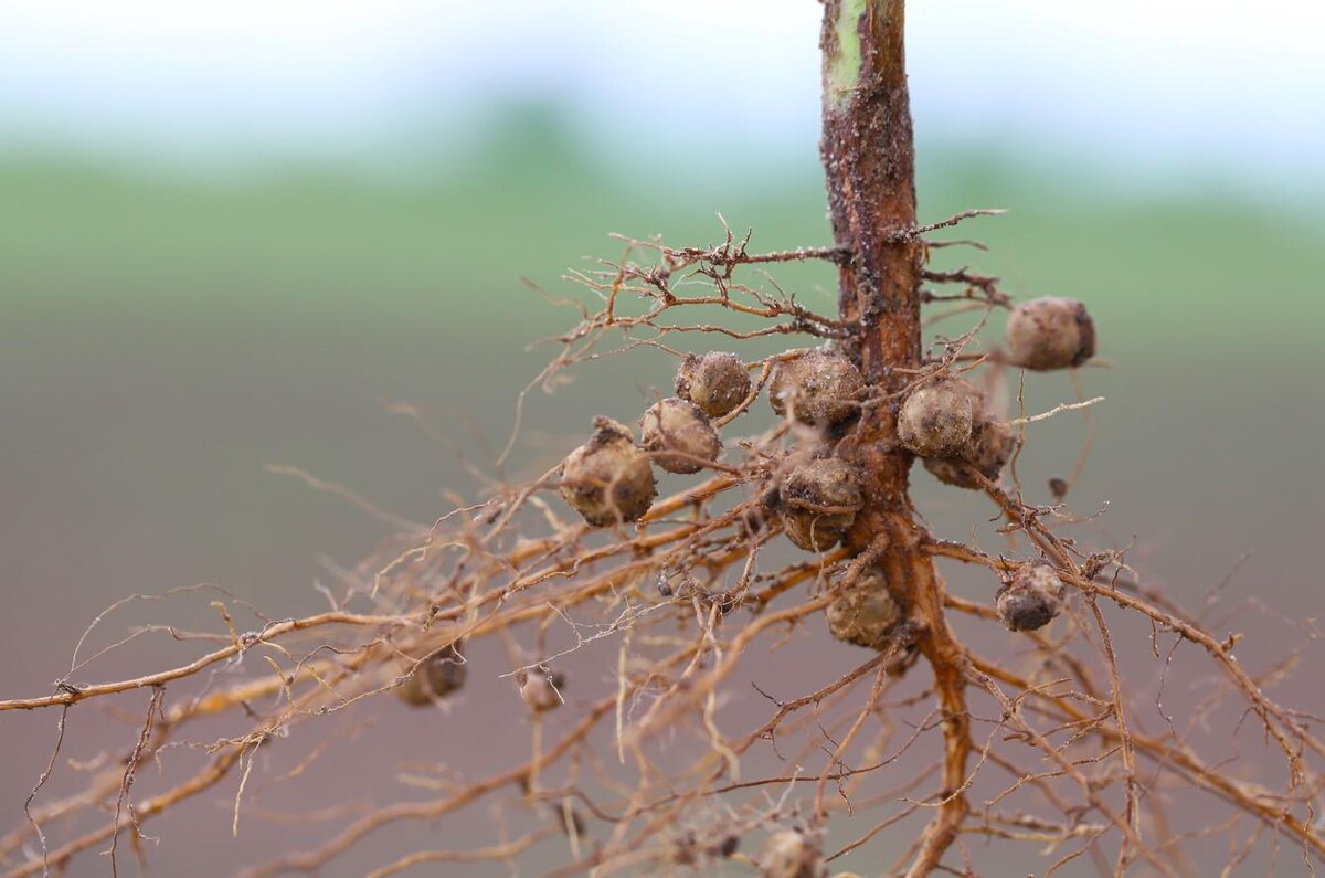 Tomasz Klejdysz / Shutterstock / FOTODOM📷Паразиты отбирают у растения жизненно важные микроэлементы, в итоге корни укорачиваются