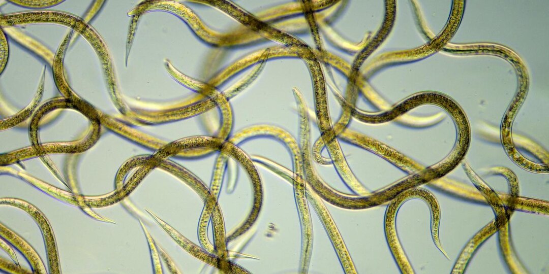 Как избавиться от нематоды: 10 эффективных средств и препаратов