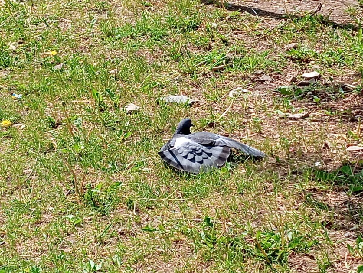 Раненная птица