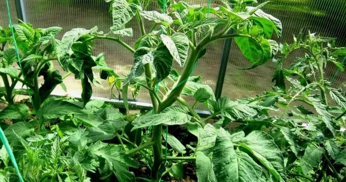 жирующий томат