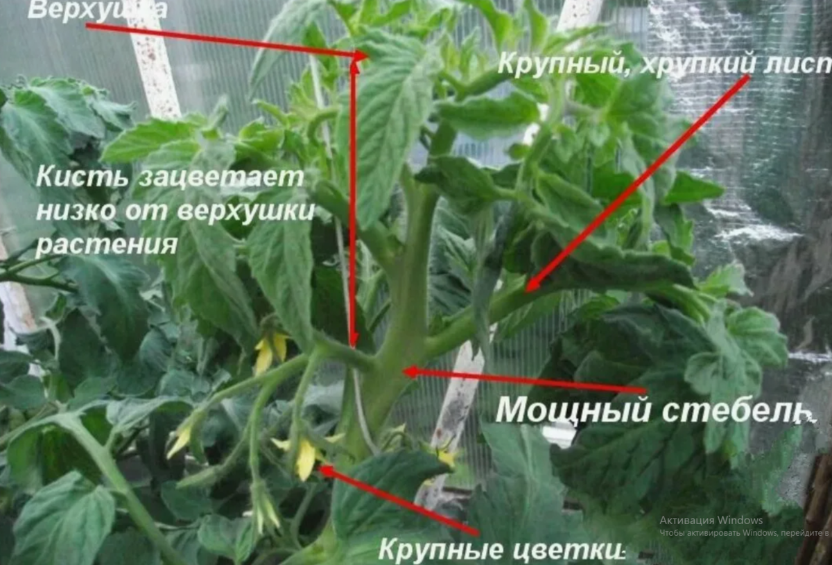 5 признаков жирующего куста