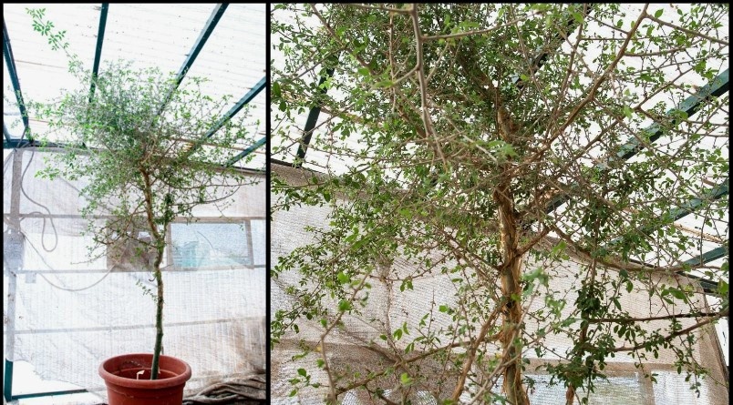 Трехметровое дерево, выращенное из семени возрастом более 1000 лет. Источник: NYT / Центр Луи Л. Борика