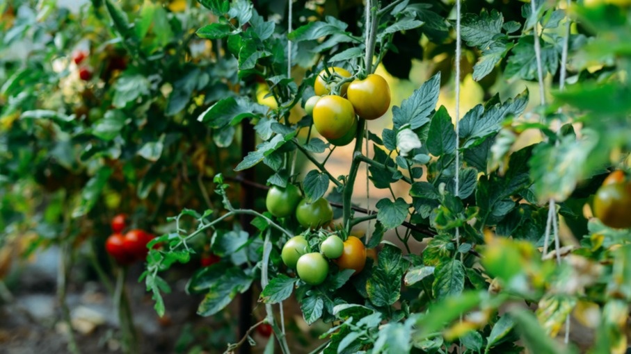 Мои томаты "после" освоения правильных дозировок