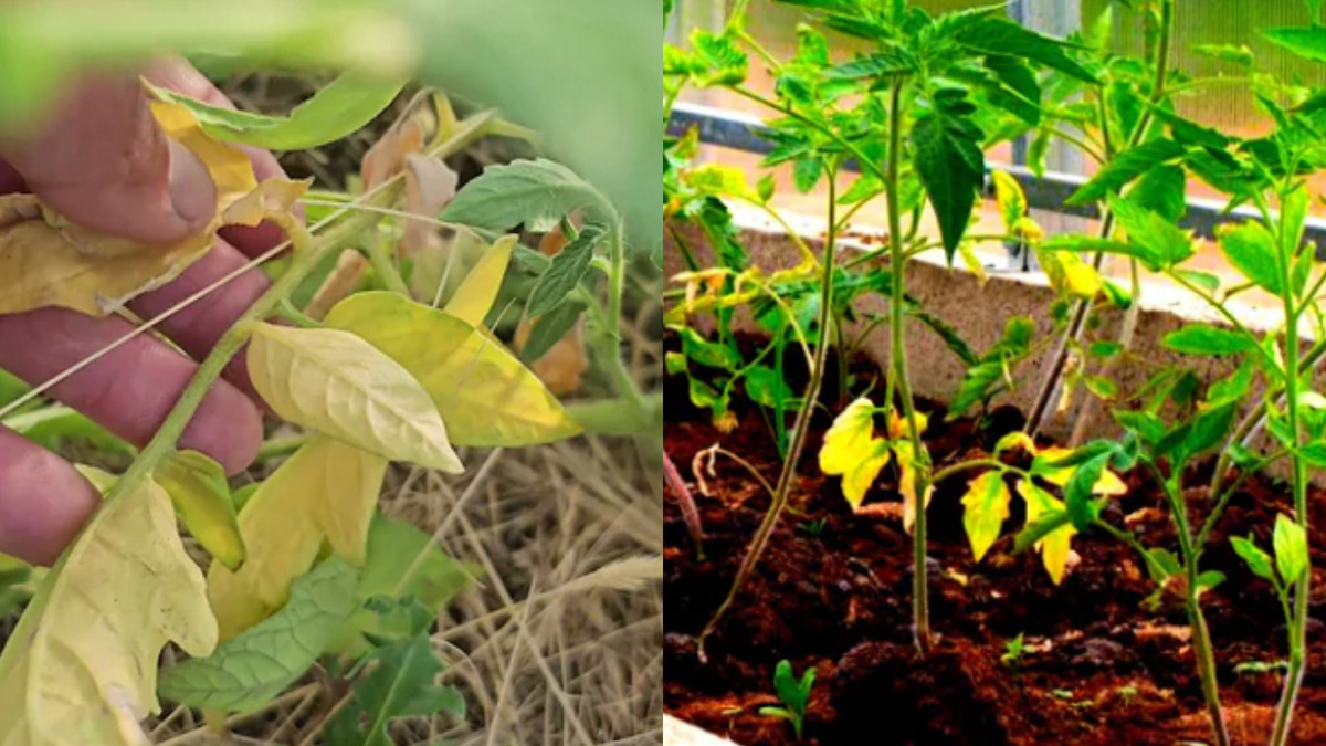 Результат превышения дозировки - листья сгорели от избытка удобрений