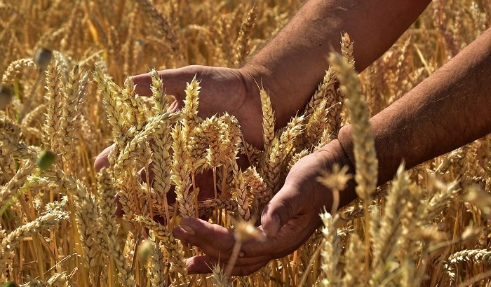    Учёные предложили делать одежду из отходов пшеницы и овса