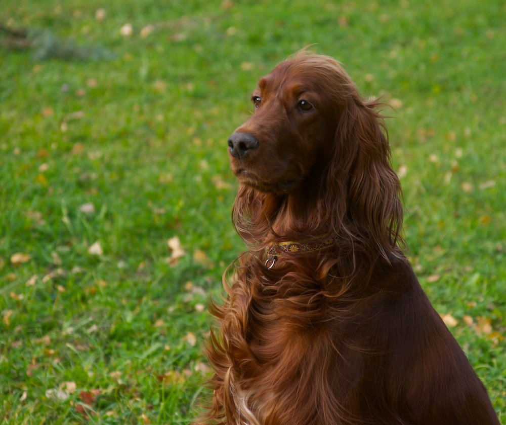 Ирландский сеттер - милейшая собака