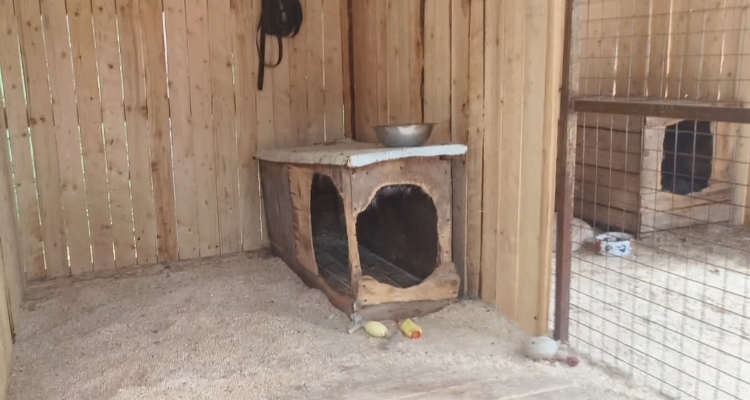 Ветхие будки . Здесь живёт Миша .