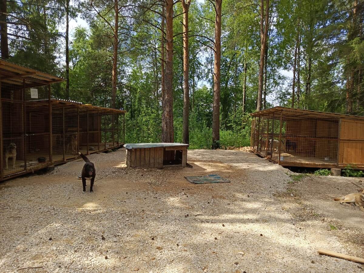 Новые вольеры.