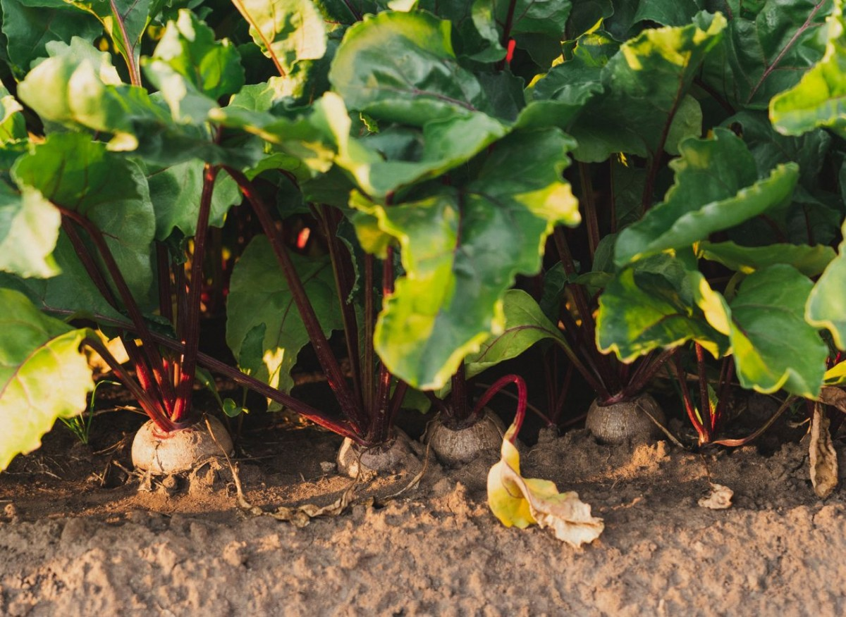 Важным элементом летнего ухода за свеклой является также удобрение
