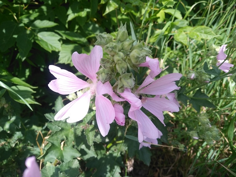 Мускусная мальва или просвирник