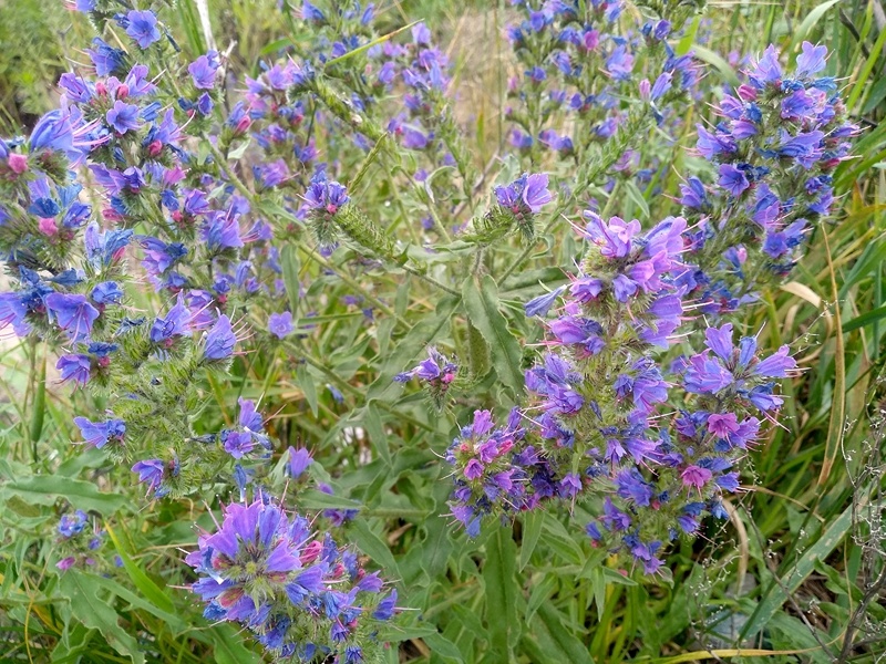 Растение семейства Бурачниковых