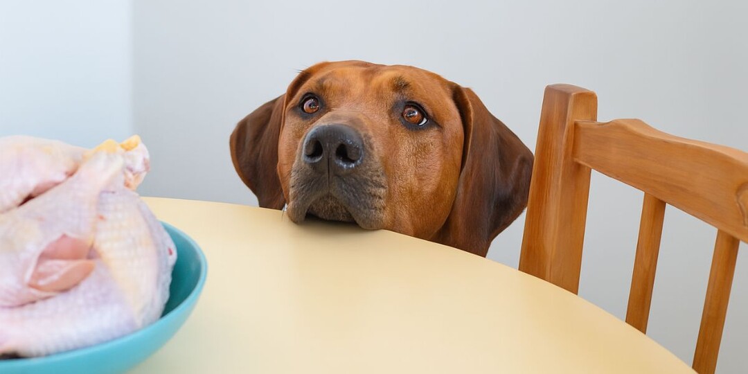 Можно ли собакам куриную кожу — есть ли в ней хоть какая-то польза?