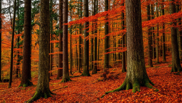 Запах прелой листвы, тревожный шорох ветвей 