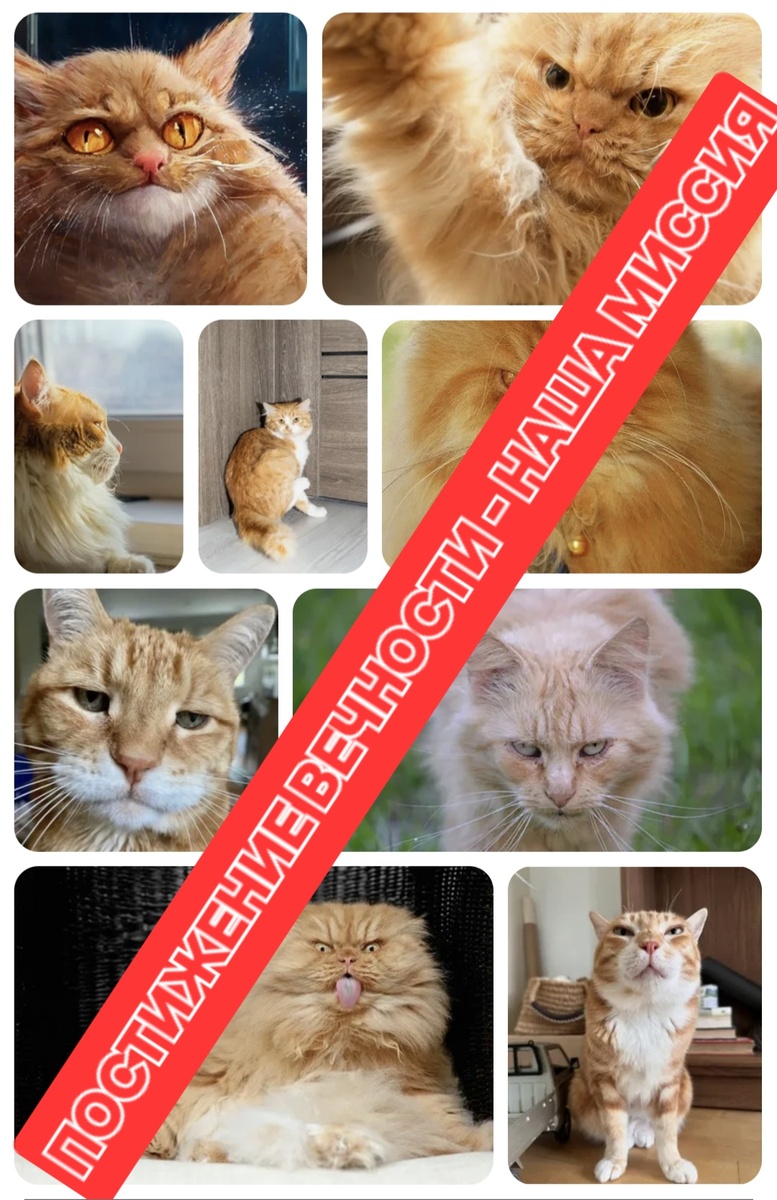 Фотоколлаж - собственность автора канала "ТАК НАДО". (Использованы скриншоты фото из интернета).