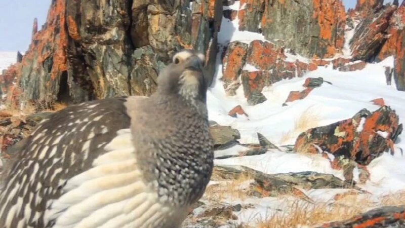     Алтайский улар Телеграм-канал «Друзья снежного барса»