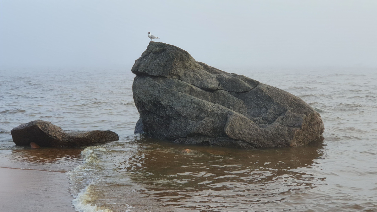 Седая Балтика в тумане. Фото Максима Шевченко
