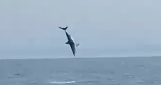 Прыжок акулы мако. Кадр из видео, снятого туристами в районе бухты Тихая во Владивостоке.